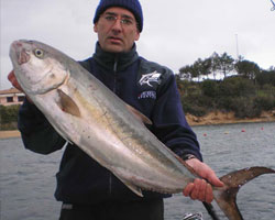 Giuliano Berilli - Dentici