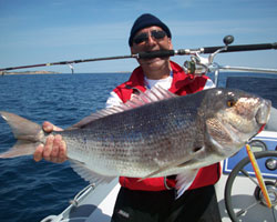 Giuliano Berilli - Dentice